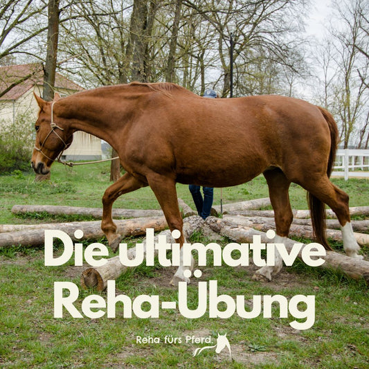 Die ultimative Reha-Übung